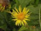 Inula Helinum L. Extract